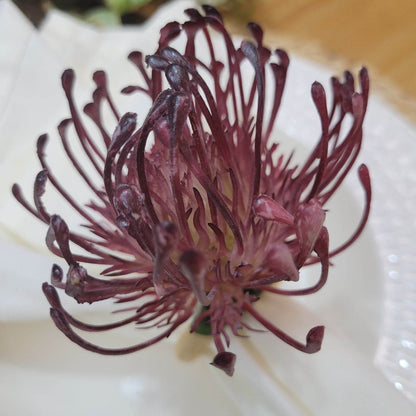 Set of 4 Purple Rustic Savanna Flower Napkin Rings - Loft&Timber